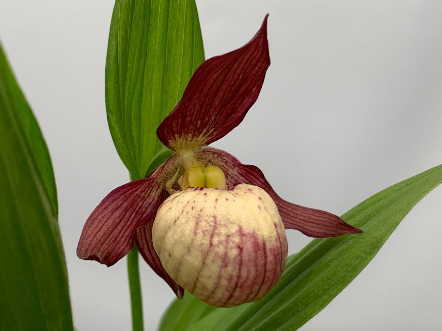Cypripedium macranthos x parviflorum