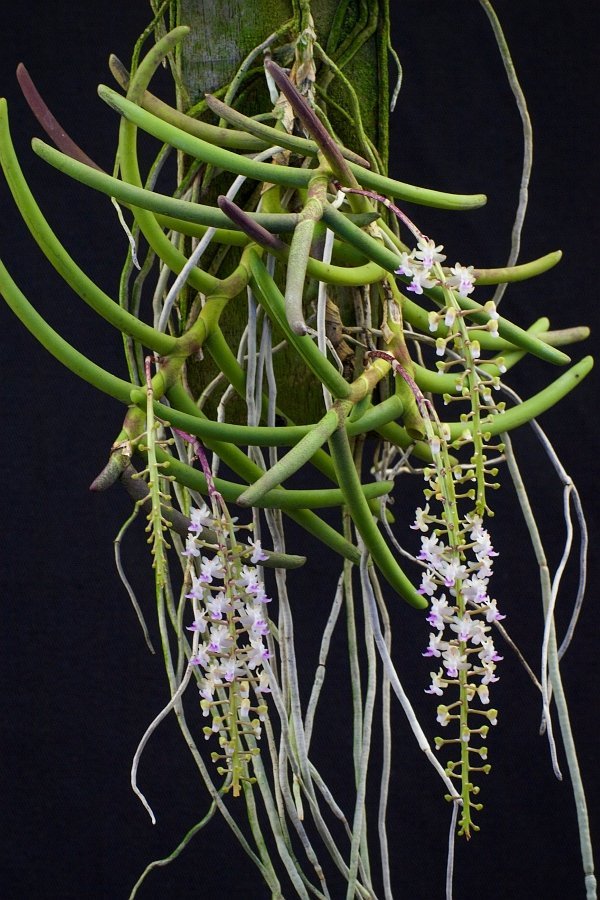 Cleisostoma arietinum