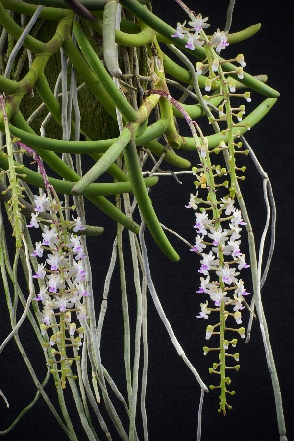 Cleisostoma arietinum