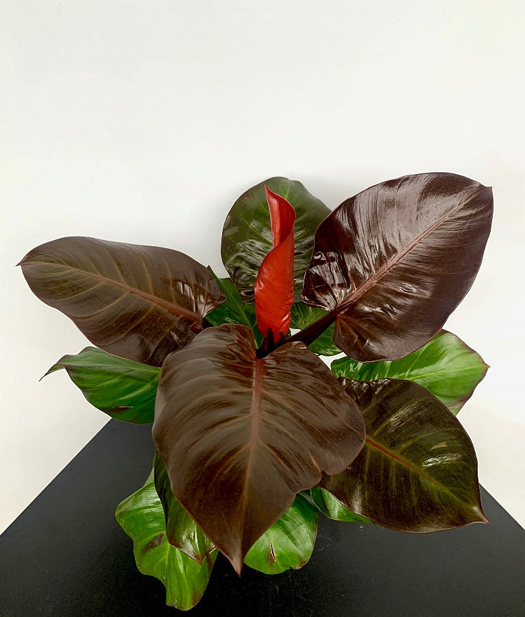 Philodendron "Cherry Red"