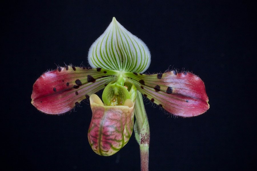 Paphiopedilum venustum "Dunkel"