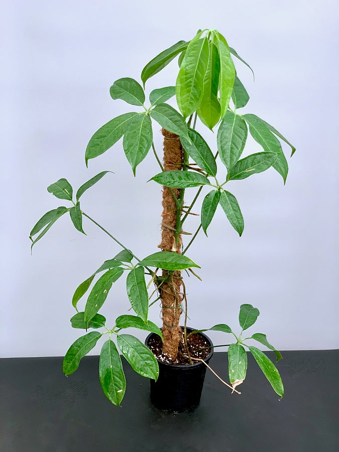 anthurium croatiana Anthurium pentaphyllum 'Costa Rica'