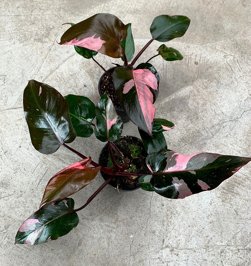 Philodendron Pink Princess