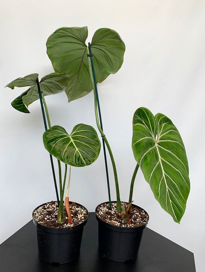 Philodendron gloriosum "Compact Type"