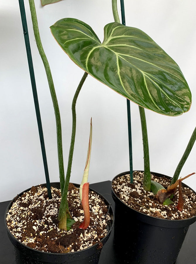 Philodendron gloriosum "Compact Type"