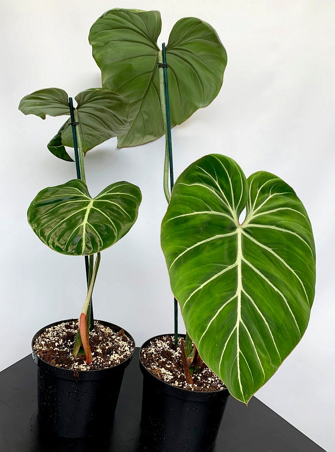 Philodendron gloriosum "Compact Type"