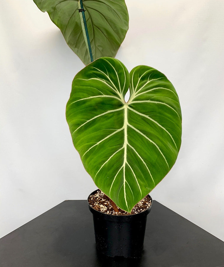 Philodendron gloriosum "Compact Type"