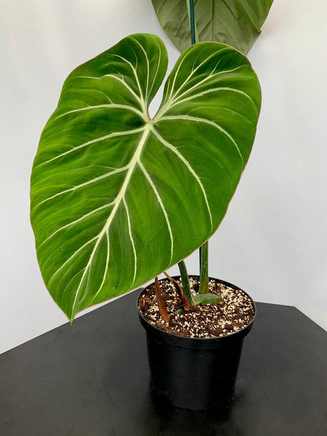 Philodendron gloriosum "Compact Type"