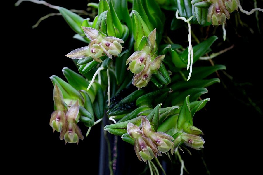 Epidendrum schlechterianum
