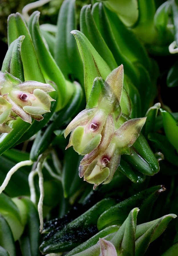 Epidendrum schlechterianum