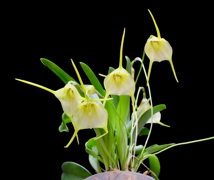 Masdevallia impostor x Masdevallia tonduzii