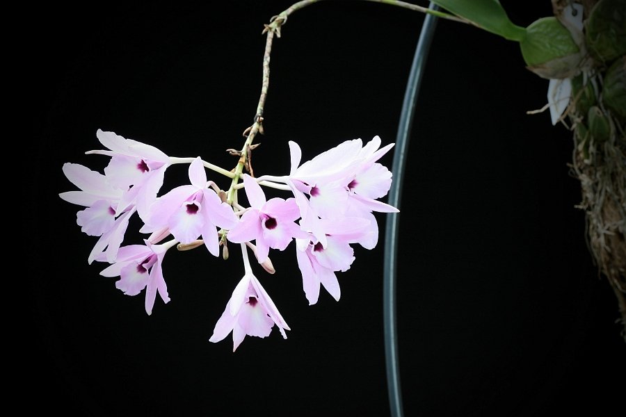 Laelia rubescens