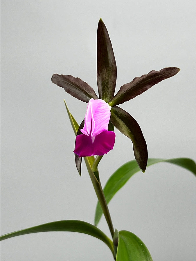 Cattleya dormaniana