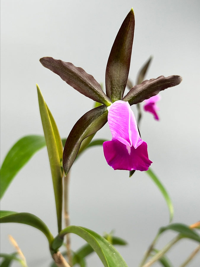 Cattleya dormaniana