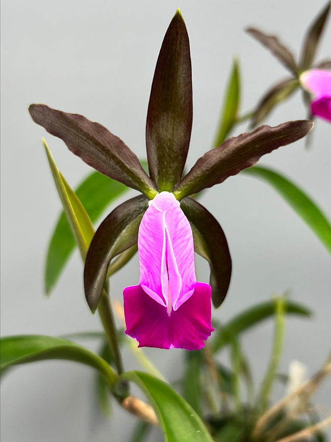 Cattleya dormaniana