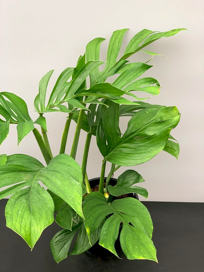 Monstera Pinnatipartita "XXL Big Old Plant"