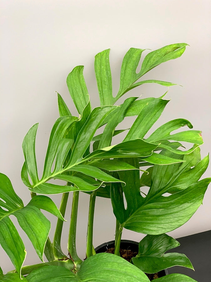 Monstera Pinnatipartita "XXL Big Old Plant"