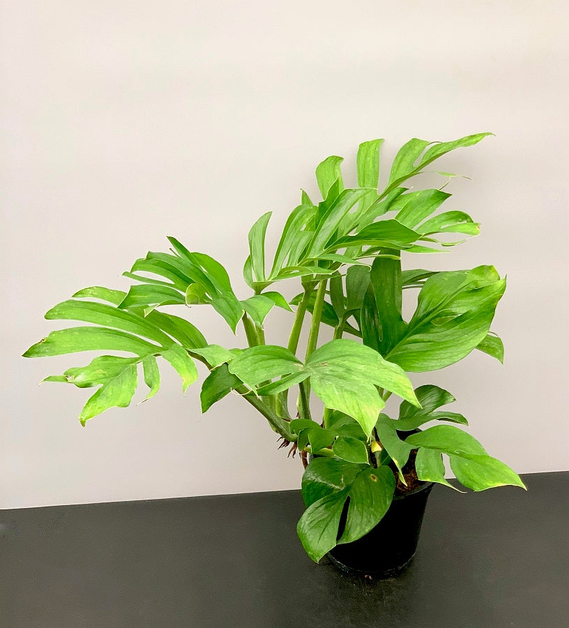 Monstera Pinnatipartita "XXL Big Old Plant"
