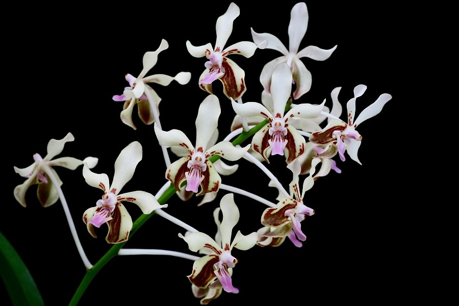 Vanda lamellata "Okinawa"