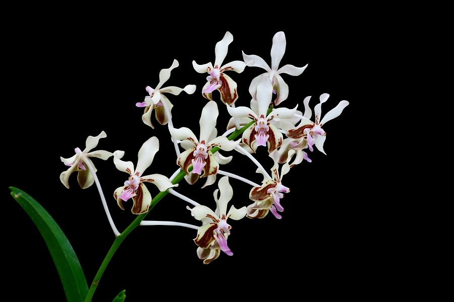 Vanda lamellata "Okinawa"
