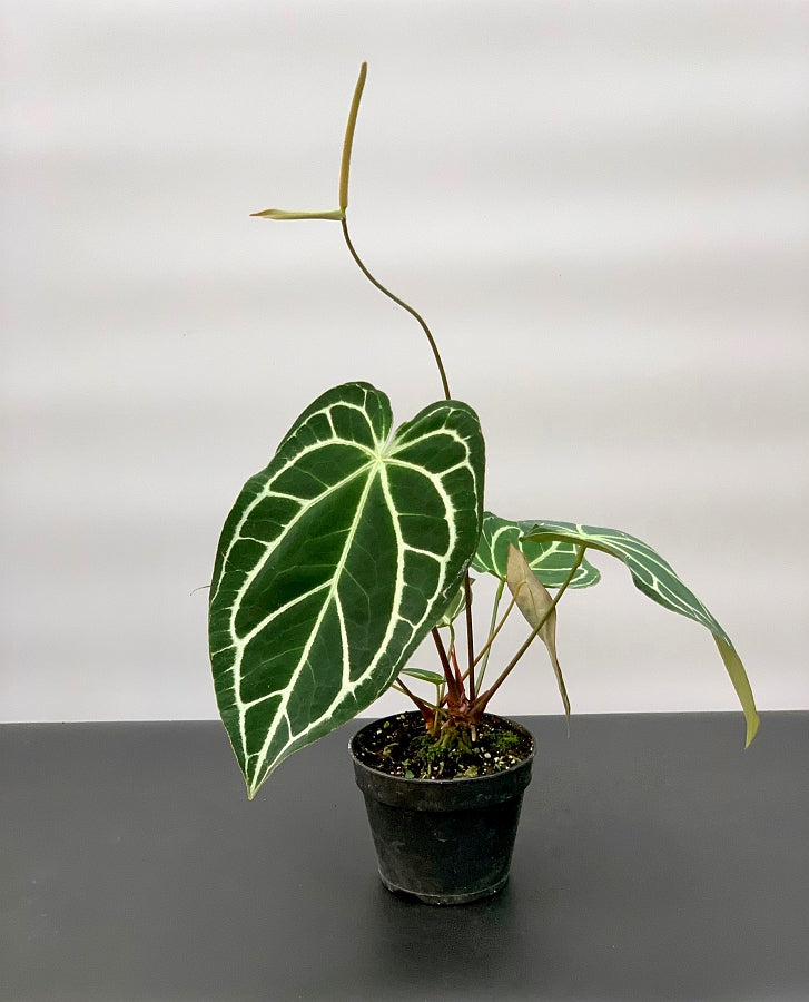 Anthurium crystallinum "Groß pflanze"