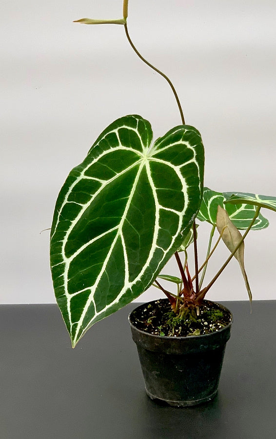 Anthurium crystallinum "Groß pflanze"