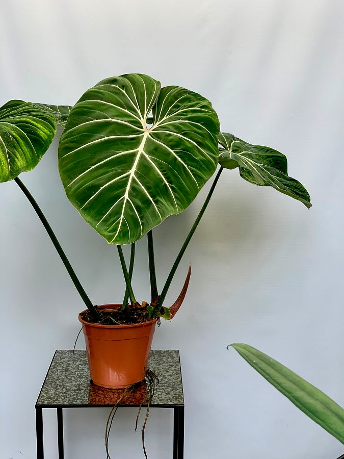 Philodendron gloriosum "Compact Type"