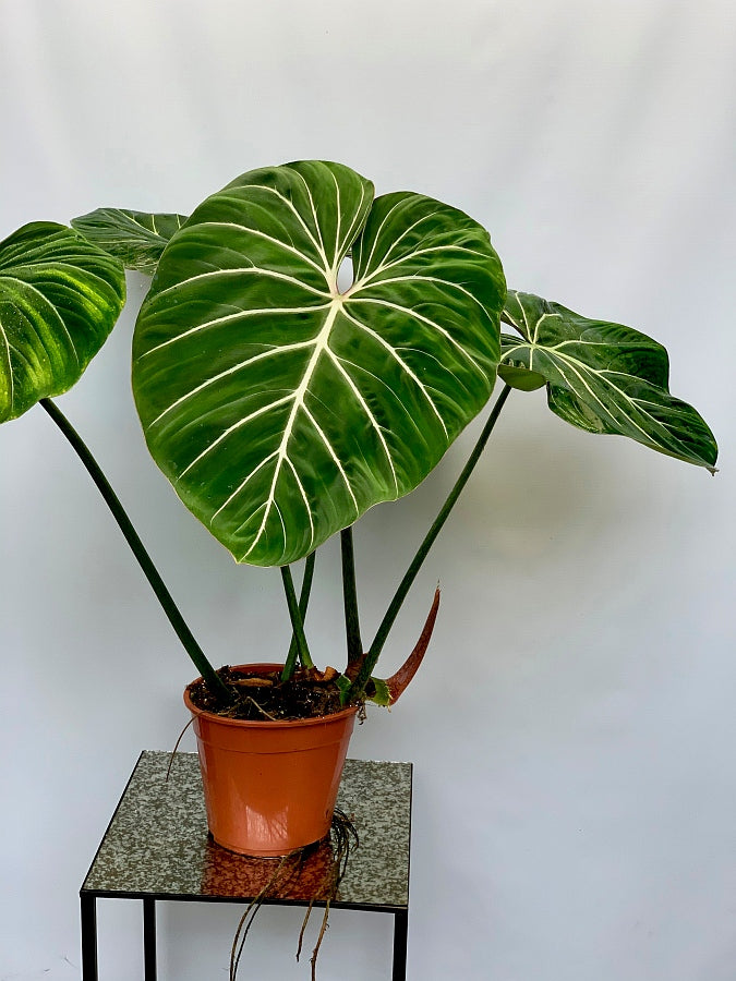 Philodendron gloriosum "Compact Type"