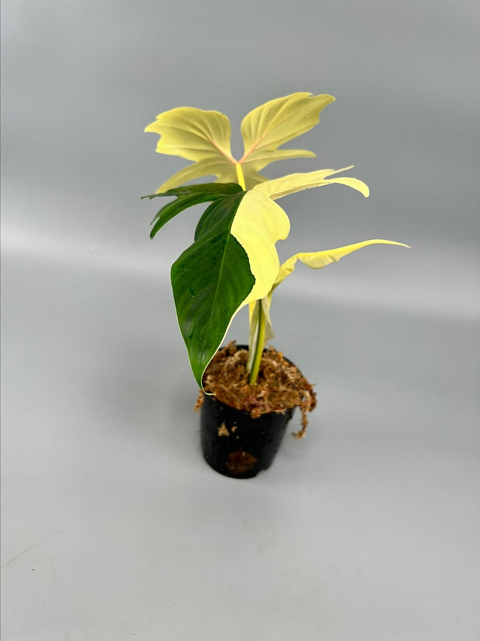Philodendron "Golden Dragon" variegated albo "Vollmond"