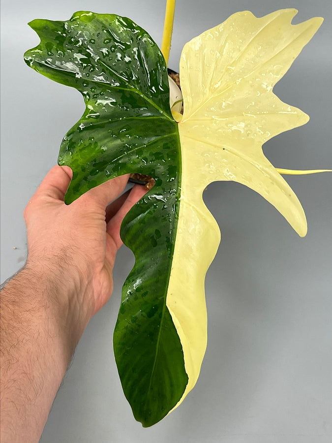Philodendron "Golden Dragon" variegated albo ''Full Moon''