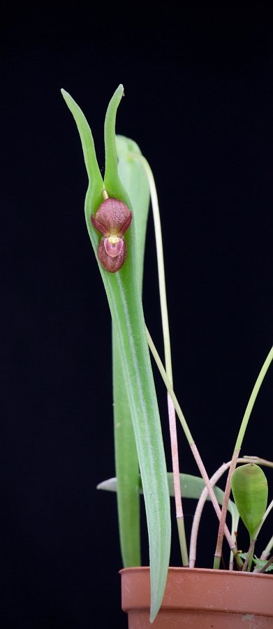 Pleurothallis dilemma