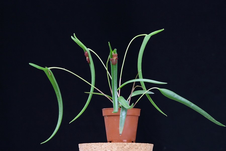 Pleurothallis dilemma