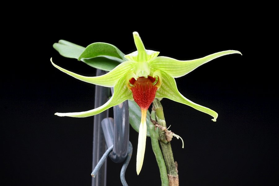 Dendrobium tobaense giganteaum