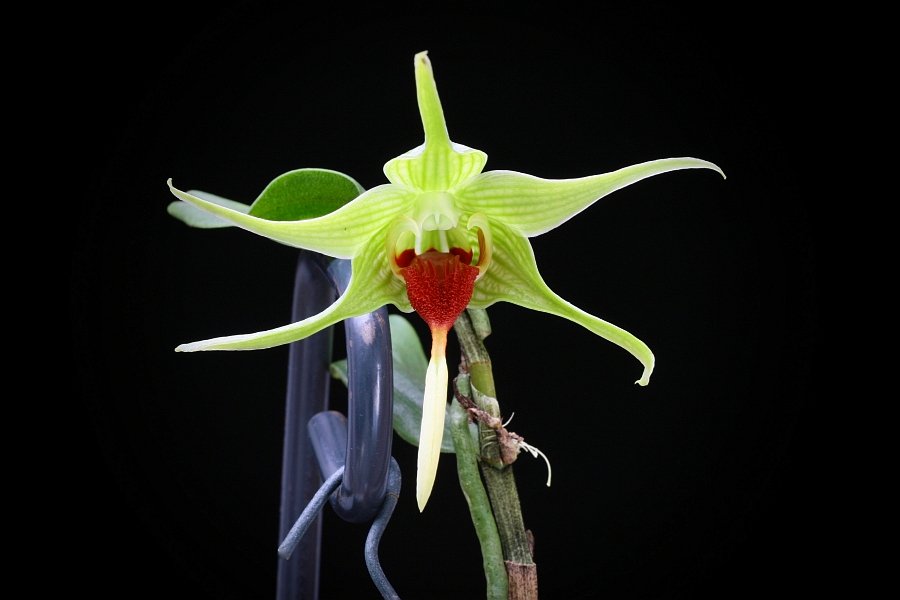 Dendrobium tobaense giganteaum