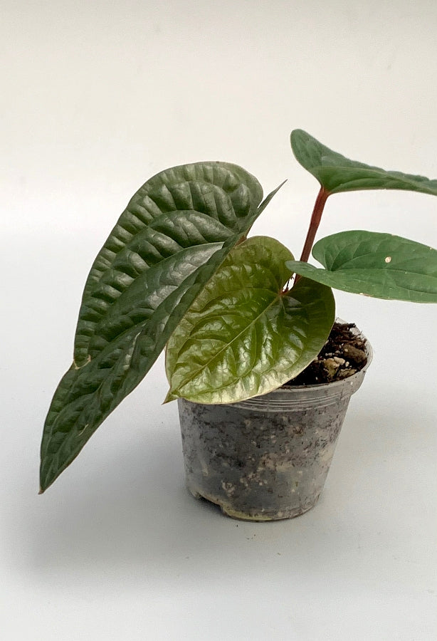 Anthurium radicans
