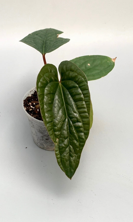 Anthurium radicans