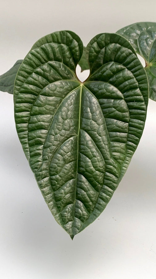 Anthurium radicans