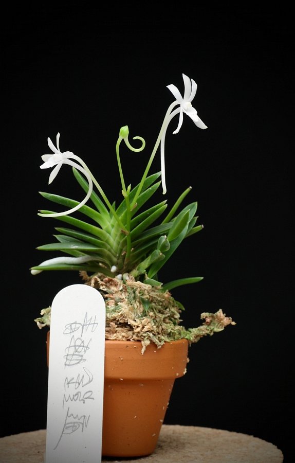 Neofinetia falcata "Aojiku Yoroidoshi"