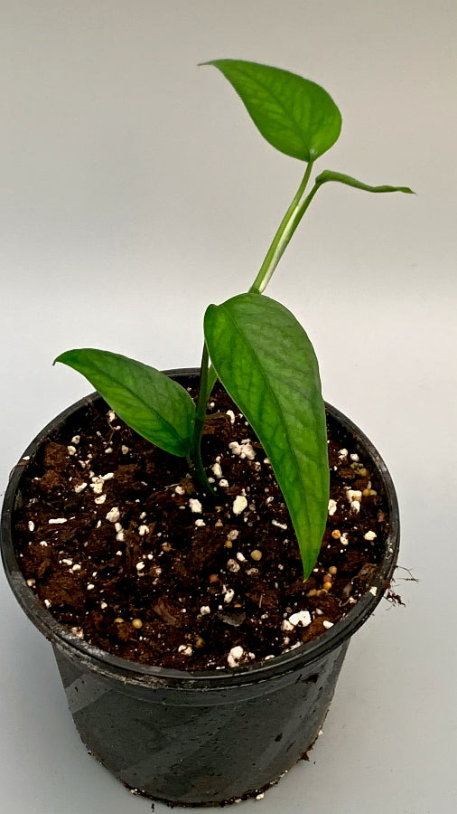 Epipremnum pinnatum 'Skeleton Key' (Small Leaves)