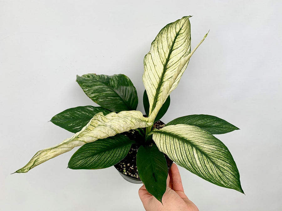 Spathiphyllum Wallisii Variegata