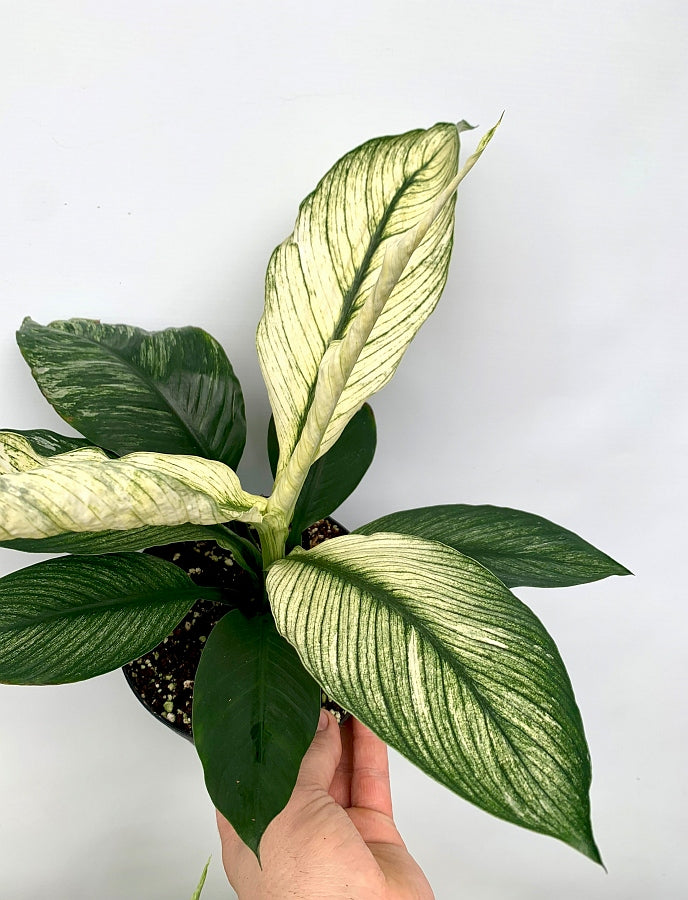 Spathiphyllum Wallisii Variegata