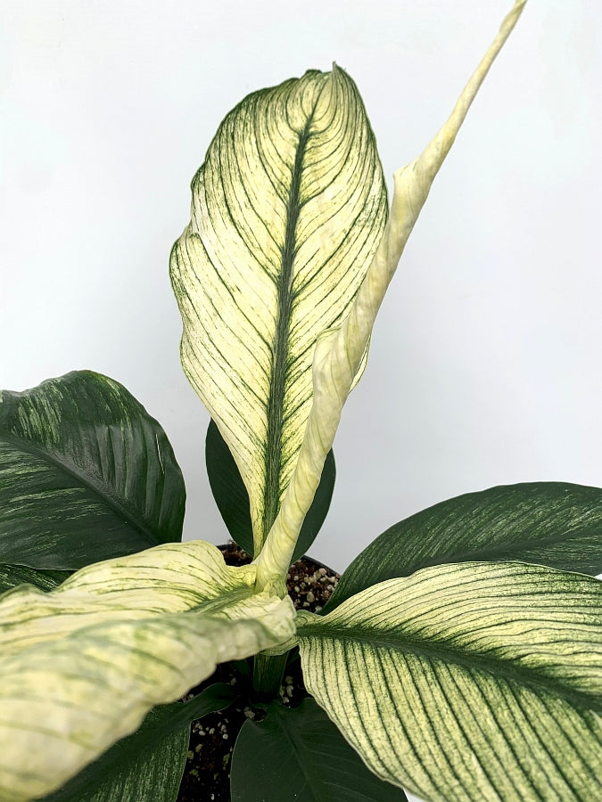 Spathiphyllum Wallisii Variegata