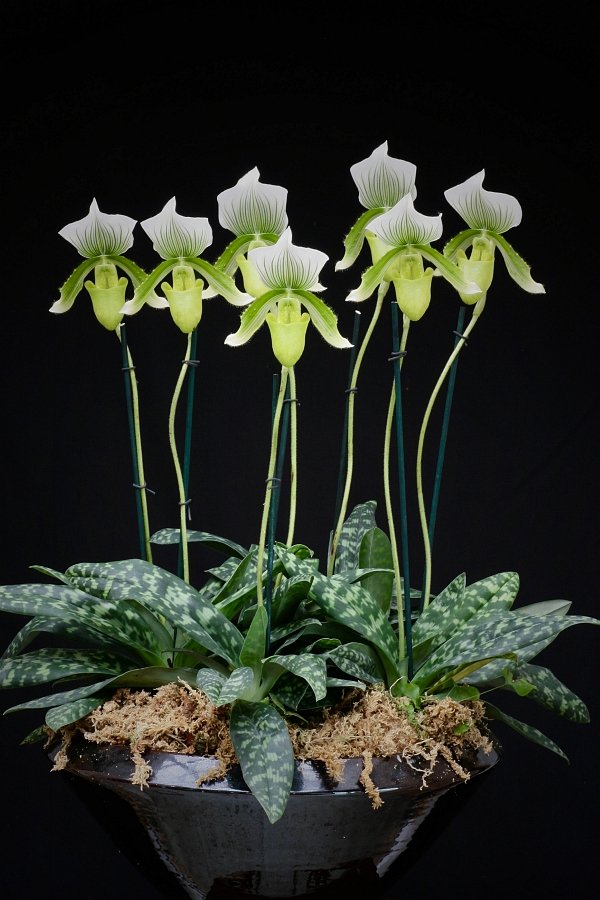 Paphiopedilum Clair De Lune Edgard Van Belle AM / AOS