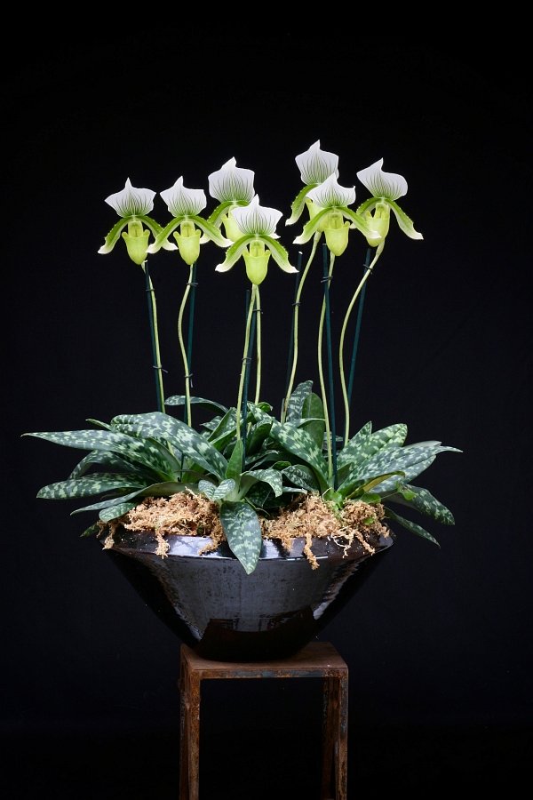 Paphiopedilum Clair De Lune Edgard Van Belle AM / AOS