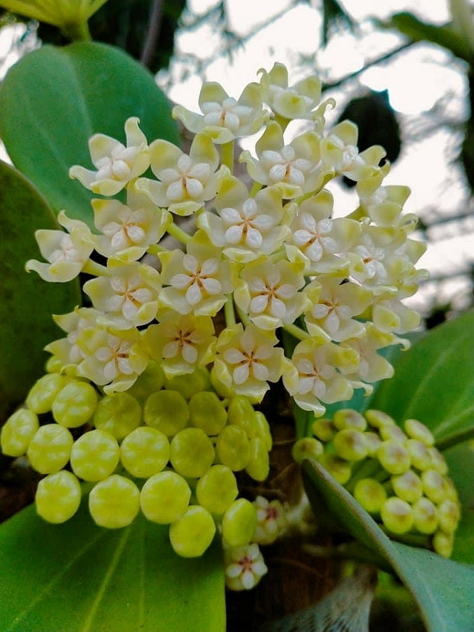 Hoya Pachyclada "White" Big Leaves