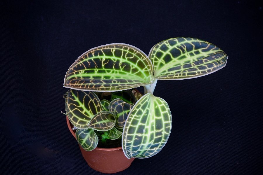 Macodes sanderiana "Rolfe 1896"