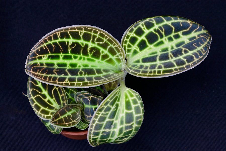 Macodes sanderiana "Rolfe 1896"