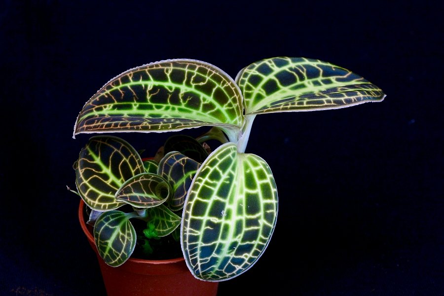 Macodes sanderiana "Rolfe 1896"