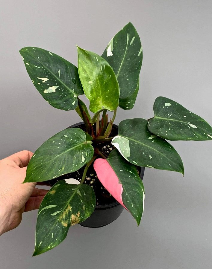 Philodendron White Princess ''Pink Spot''
