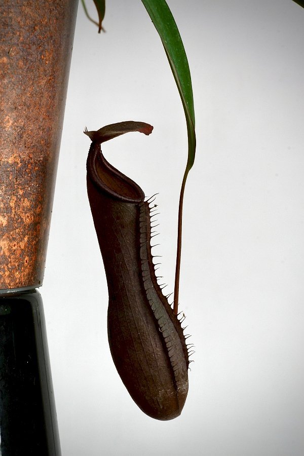 Nepenthes sanguinea "Groß pflanze"